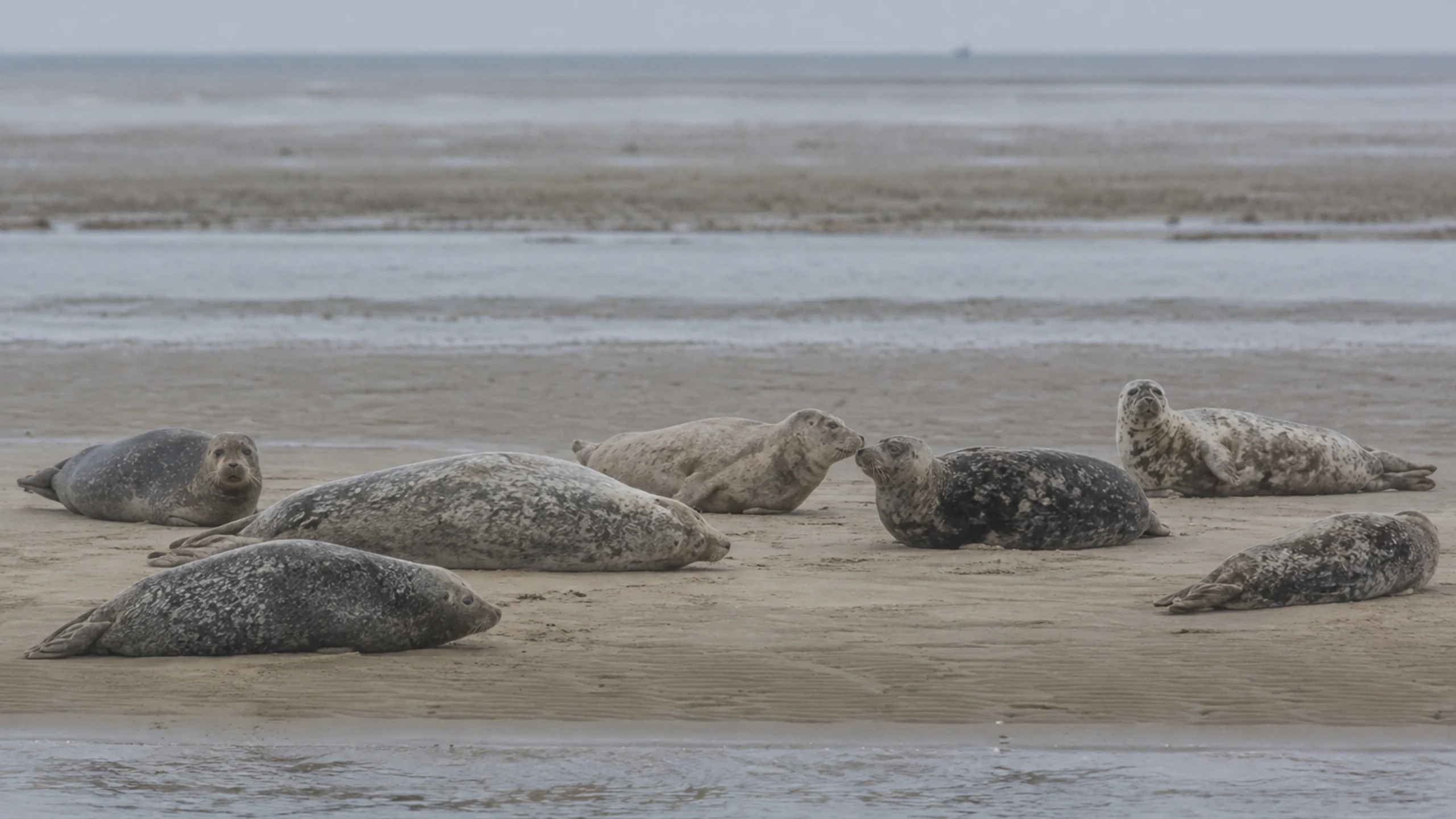 Des phoques se reposent sur un banc de sable dans la mer des Wadden de Basse-Saxe, sur Norderney.