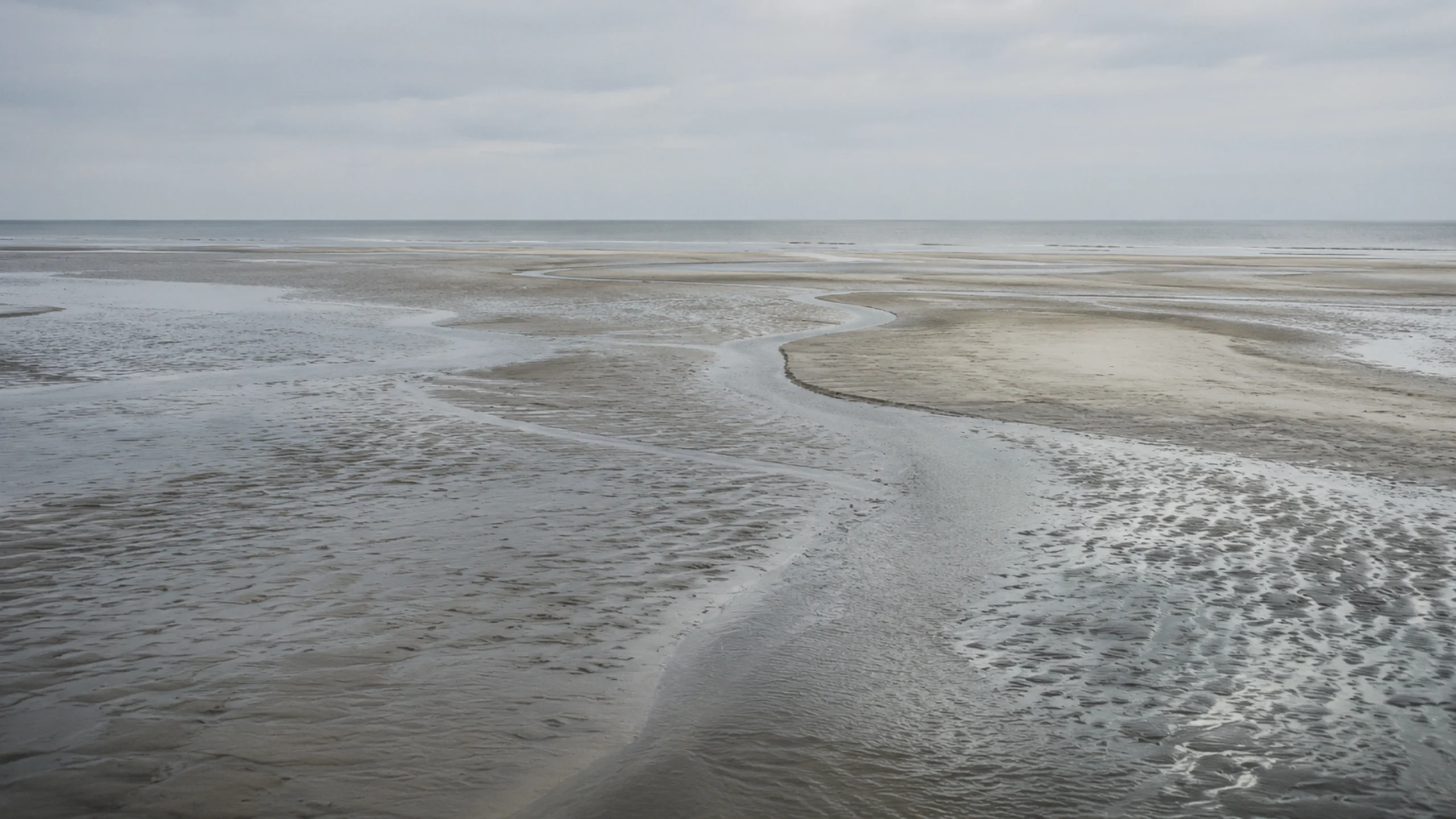 Banc de sable près de Norderney, dans la mer des Wadden, servant de lieu de repos pour les phoques communs pendant la marée basse.