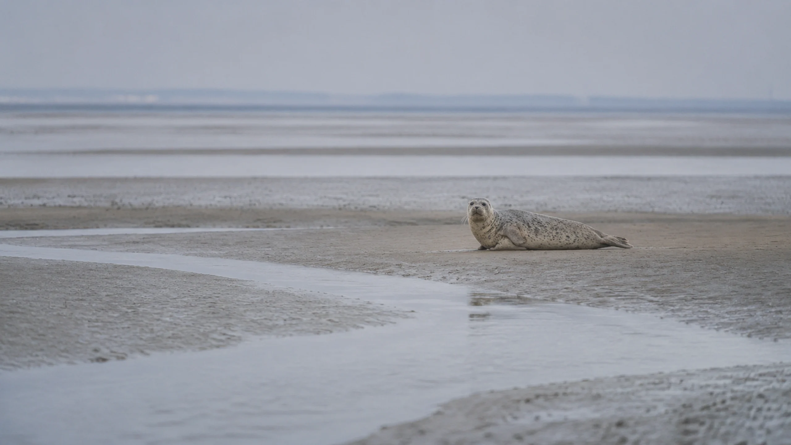Seehund im Nationalpark Niedersächsisches Wattenmeer auf Norderney vor einer ruhigen Nordseekulisse